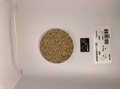 Click for 1 image(s) for this accession. SEED